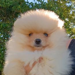 Flurry - Cream male Pomeranian puppy in Pembroke, Georgia from Triple P Babies/Pampered Pom Pom babies