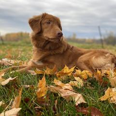 Nova Scotia Duck Tolling Retriever All Grown Up from Highland Tollers