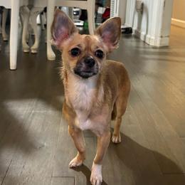 Kosa - Chihuahua