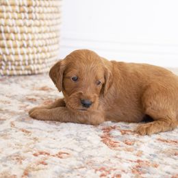 Goldendoodle, Irish Doodle, Labradoodle, and Poodle Puppies from Desert Doodles