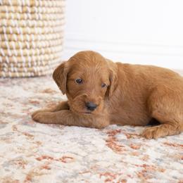 Goldendoodle, Irish Doodle, Labradoodle, and Poodle Puppies from Desert Doodles
