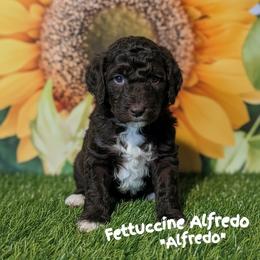 Alfredo - Brown and white male Sheepadoodle puppy in Berwick, Pennsylvania from Wright’s Wiggle Butts