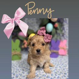 Penny - female Cavapoochon puppy in Bullard, Texas from Cavapoochon Central LLC