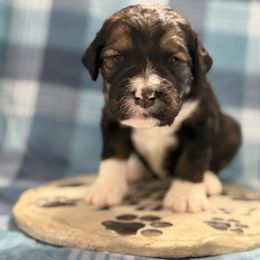 Georgia - Tri-color female Bernedoodle puppy in Phelan, California from PuppyPaws4U