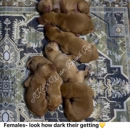 Girl 6 - Yellow female Labrador Retriever puppy in Newport, North Carolina from AKS’s Water Bound Retrievers