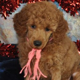 Poodle Puppies from Moyen Majestic Embrace Poodles (MOYEN ME)