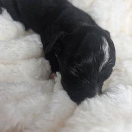 Frankie - male Golden Mountain Doodle puppy in Palestine, Texas from KK's Doodle Bunch