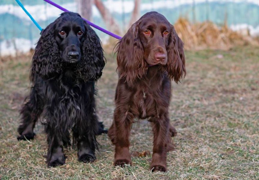 Arcadia Field Spaniels in North Carolina | Field Spaniel puppies | Good Dog