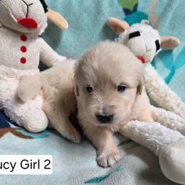 Lucy Girl 2 - Light golden female Golden Retriever puppy in Niles, Michigan from Composer Goldens
