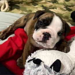 Ron Weasley - Red Collar - Fawn brindle and white male Bulldog puppy in Krum, Texas from K & K Little Blessings