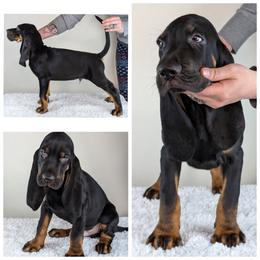 Black and Tan Coonhound Puppies from Jackman Kennels