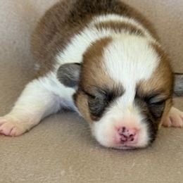 Boy 4 - Fawn male Pembroke Welsh Corgi puppy in Huntington Beach, California from Gingerbread