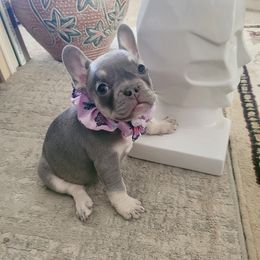 Cali - Tricolors female French Bulldog puppy in Snellville, Georgia from Felicia's French Bulldogs