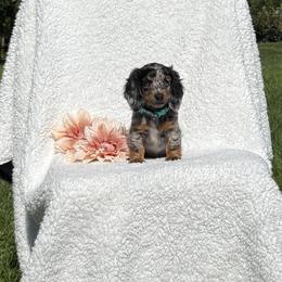Kallie - Dapple female Dachshund puppy in Terre Hill, Pennsylvania from Pine Grove Dachshund