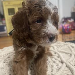 Shortbread - Red male Cavapoo puppy in Mouth Of Wilson, Virginia from HoneyBunn Doodle Co.