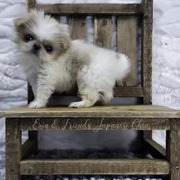 Simba - Lemon and white male Japanese Chin puppy in Johnson City, Tennessee from Erin & Friends Japanese Chin