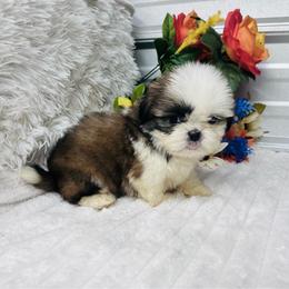 Charlie - Red and white male Shih Tzu puppy in Elgin, South Carolina from Silver Bells Paw Prints