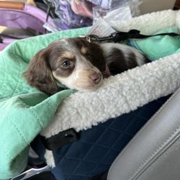 Bailey - Dachshund