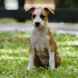 Catch - Red male American Staffordshire Terrier puppy in St. Augustine, Florida from LBK & Ancient City