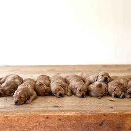 Golden Retriever puppies from Church Creek Retrievers