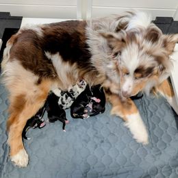 Australian Shepherd puppies from Southern Heritage Aussies