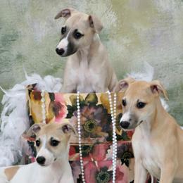 Whippet puppies from Affinity Whippets
