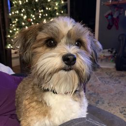 Havanese from MyHeartsHavis