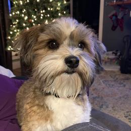 Havanese from MyHeartsHavis