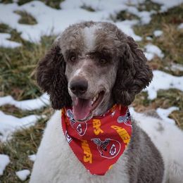 Rollo - Poodle