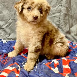 Merle male - Red merle male Miniature Australian Shepherd puppy in Lemon Cove, California from Magic Ranch Mini Aussies