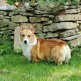 Benischek's P W C Smoken Diamond Joe - Pembroke Welsh Corgi