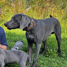 Chadwick - Weimaraner
