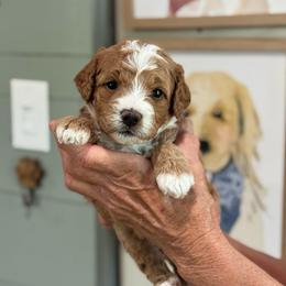 Shania - Red  female Goldendoodle puppy in Wharton, Texas from Little Fur Friends