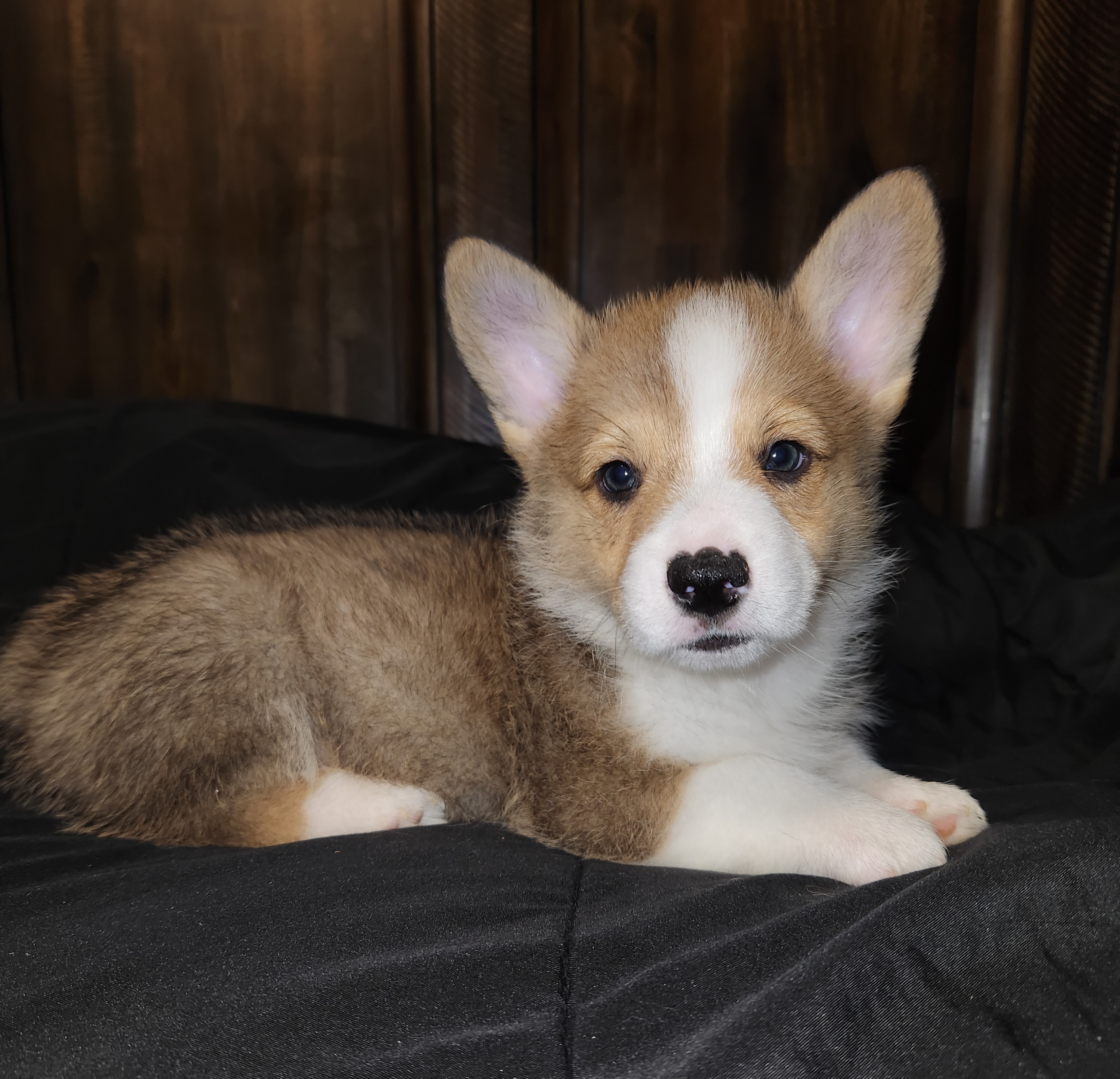 Pembroke Welsh Corgi Puppies from South Texas Corgis