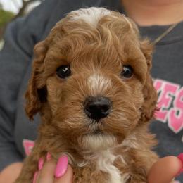 Major - Golden male Cockapoo puppy in Bedford, Iowa from Our Father’s Doodles