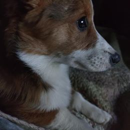 Pembroke Welsh Corgi Puppies from GLC Corgis