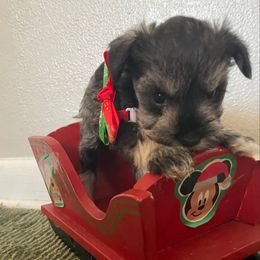 Vixen - Liver female Miniature Schnauzer puppy in Anthony, Florida from Amanda Tragash