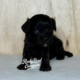 Spanky - Black male Cavapoo puppy in Nashville, Arkansas from Rocky Road Puppies