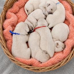 Male pick 5 - Light golden male Golden Retriever puppy in Waterford, Pennsylvania from Living on Faiths Golden Retrievers