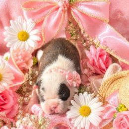 Brindle n White Splash Girl - Brindle and white female Boston Terrier puppy in San Antonio, Texas from JT Bostons