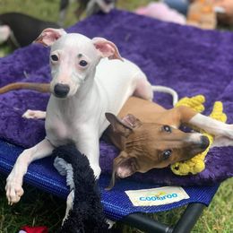 Italian Greyhound Puppies from Divine Italian Greyhounds