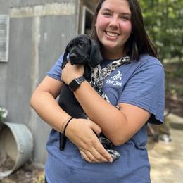 German Shorthaired Pointer and Wirehaired Pointing Griffon Puppies from County Line Pointers