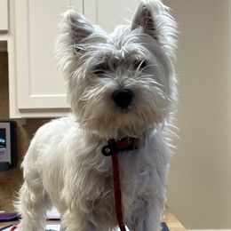 Riri - West Highland White Terrier