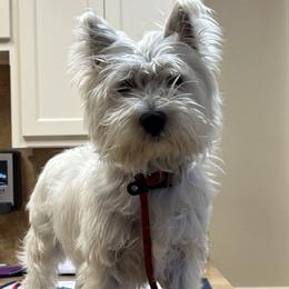 Riri - West Highland White Terrier