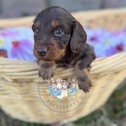 Olive - Chocolate and tan female Dachshund puppy in Cave City, Kentucky from Mammoth Cave Dachshunds