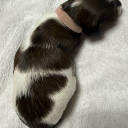 Brittany - Piebald female Dachshund puppy in Milo, Missouri from Gillian’s Darling’ Doxies