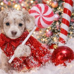 Olivia Isabella Dapple Female - Fawn (isabella) and cream female Dachshund puppy in Woodbine, Georgia from Walker's Minidachs