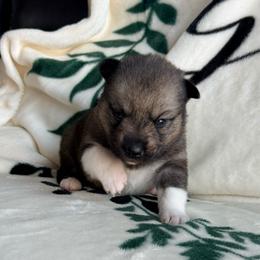 Flora - Wolf sable female Pomsky puppy in Doon, Iowa from Luxury Pomsky