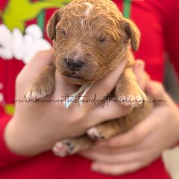 Joe - Red  male Goldendoodle puppy in Lancaster, Minnesota from North Star Dog Training