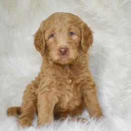 Goldendoodle Puppies from La Familia Doodle